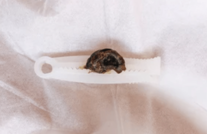 Umblical Cord Pieces - Milky Way Spirit & Soul Keepsakes