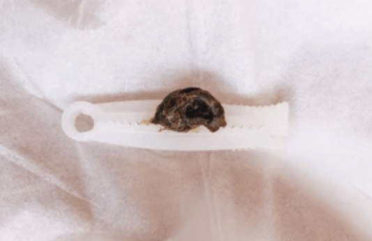 Umblical Cord Pieces - Milky Way Spirit & Soul Keepsakes